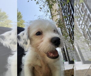 Red - Male Mutt Dog for Adoption - Photo #16