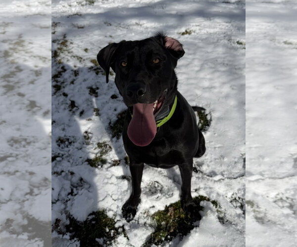 Medium Photo #1 Labrador Retriever-Unknown Mix Puppy For Sale in SHERBURNE, NY, USA