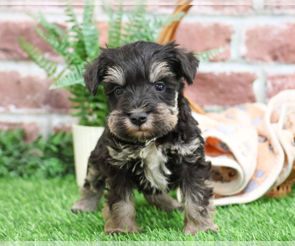 Medium Photo #10 Schnauzer (Miniature) Puppy For Sale in SYRACUSE, IN, USA