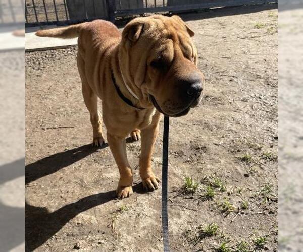 Medium Photo #1 Chinese Shar-Pei Puppy For Sale in Riverside, CA, USA