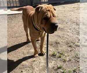 Chinese Shar-Pei Dogs for adoption in Riverside, CA, USA