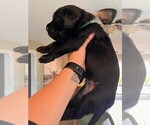 Small Photo #3 Golden Labrador Puppy For Sale in PORT ORANGE, FL, USA