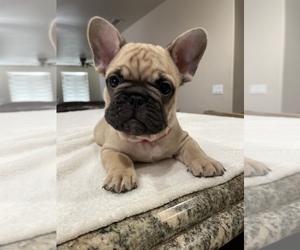 French Bulldog Puppy for sale in RIVERSIDE, CA, USA