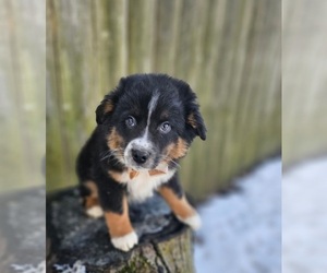 Australian Shepherd Puppy for sale in INDIANAPOLIS, IN, USA