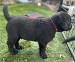 Small #16 Labrador Retriever