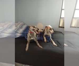 Greyhound-Saluki Mix Puppy for sale in SAVANNAH, GA, USA