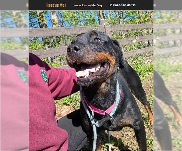 Medium Photo #1 Rottweiler Puppy For Sale in Benton, PA, USA