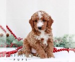 Small Goldendoodle (Miniature)
