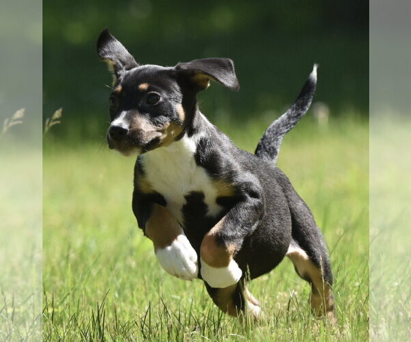 Medium Photo #7 Shepweiller Puppy For Sale in Mechanicsburg, PA, USA