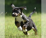 Small #6 Shepweiller