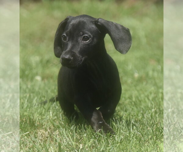 Medium Photo #9 Dachshund-Unknown Mix Puppy For Sale in Mechanicsburg, PA, USA