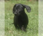 Small #8 Dachshund Mix