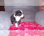 Small Photo #14 Border Collie Puppy For Sale in AIKEN, SC, USA