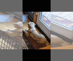 Small #1 Australian Shepherd-Catahoula Leopard Dog Mix