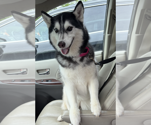 Medium Photo #4 Siberian Husky-Unknown Mix Puppy For Sale in Oakhurst, NJ, USA