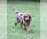 Small Photo #1 Labradoodle Puppy For Sale in DAVENPORT, IA, USA