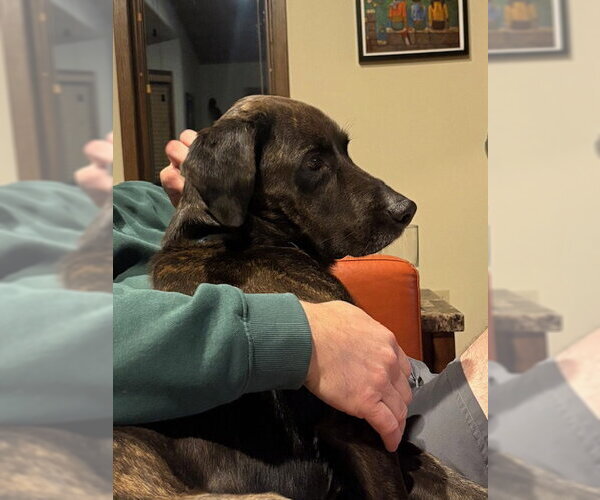 Medium Photo #3 Labrador Retriever-Plott Hound Mix Puppy For Sale in Brooklyn Center, MN, USA