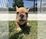 Small Photo #4 French Bulldog Puppy For Sale in SAYREVILLE, NJ, USA