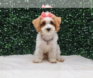 Medium Maltipoo