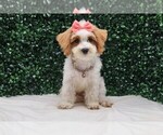 Puppy Puppy 1 Goofy Maltipoo