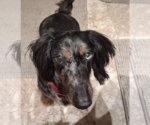 Small #4 Dachshund