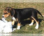 Small Photo #3 Beagle Puppy For Sale in PINE GROVE, PA, USA