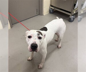 Staffordshire Bull Terrier Dogs for adoption in Sanford, FL, USA