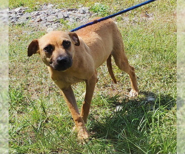 Medium Photo #1 American Pit Bull Terrier-Unknown Mix Puppy For Sale in Wetumpka, AL, USA