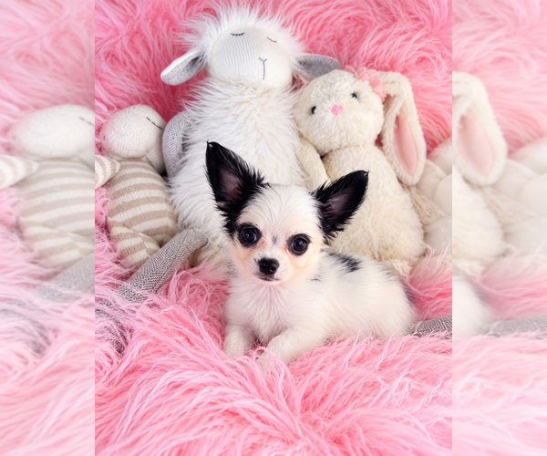 Medium Photo #7 Chihuahua Puppy For Sale in ORLANDO, FL, USA