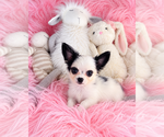 Chihuahuas - Female Chihuahua Puppy for Sale - Photo #7