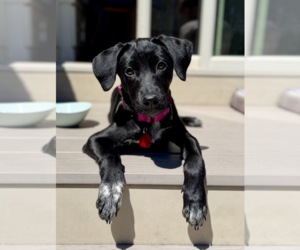 Labrador Retriever-Unknown Mix Dogs for adoption in Oakhurst, NJ, USA