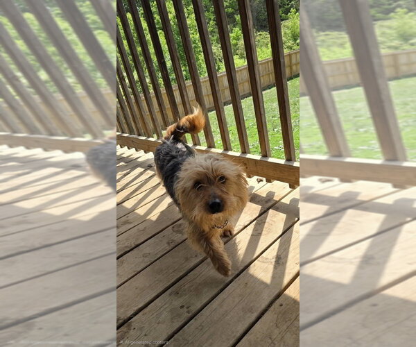 Medium Photo #1 Mutt Puppy For Sale in Aurora, IN, USA