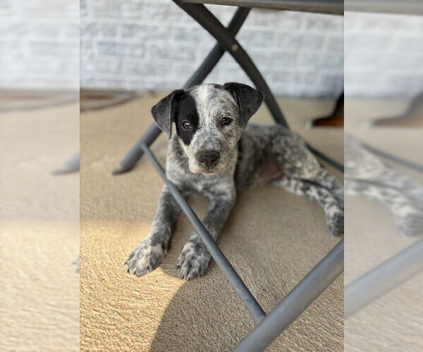 Medium Photo #1 Mutt Puppy For Sale in Aurora, CO, USA