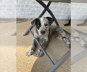Mutt Dogs for adoption in Aurora, CO, USA