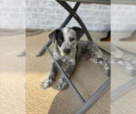 Small Mutt