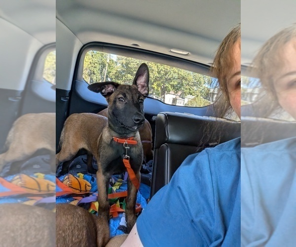 Medium Photo #1 Belgian Malinois Puppy For Sale in OSHKOSH, WI, USA