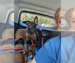 Litter of 6 - Male(s) and Female(s) Belgian MalinoisLitter of Puppies for Sale - Small photo