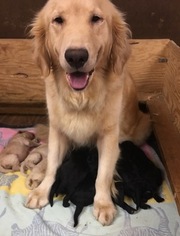 Mother of the Goldendoodle puppies born on 09/20/2018