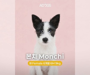 Jack Russell Terrier-Unknown Mix Dogs for adoption in Agoura Hills, CA, USA