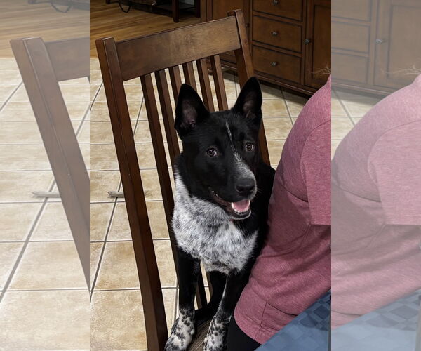 Medium Photo #6 Mutt Puppy For Sale in Garden City, NY, USA