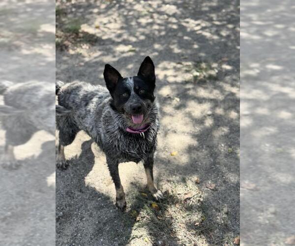 Medium Photo #1 Mutt Puppy For Sale in Santa Maria, CA, USA
