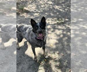 Mutt Dogs for adoption in Santa Maria, CA, USA