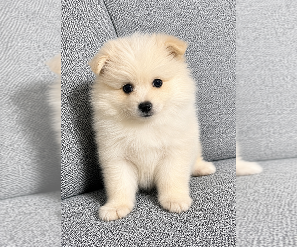 Medium Photo #8 Pomeranian Puppy For Sale in FAIR HAVEN, MI, USA