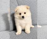 Small #7 Pomeranian