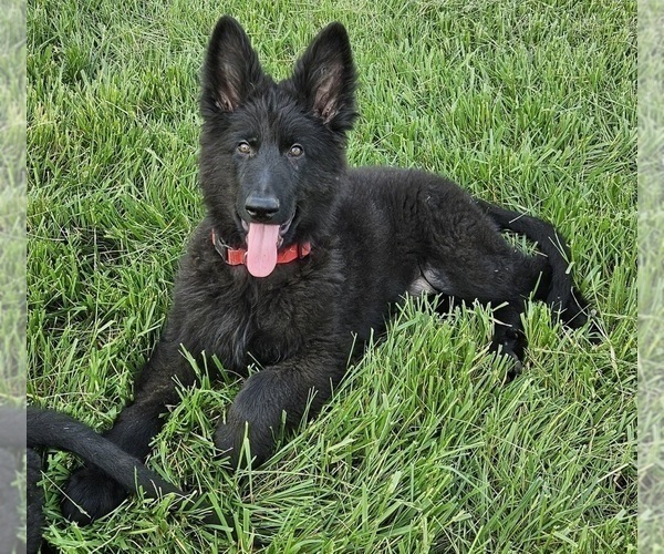 Medium Photo #2 German Shepherd Dog Puppy For Sale in EOLIA, MO, USA