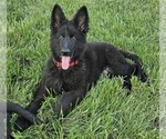 Small #1 German Shepherd Dog