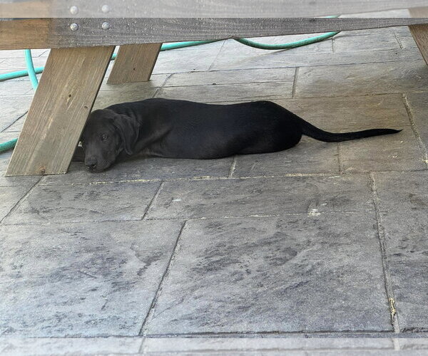Medium Photo #2 Labrador Retriever-Unknown Mix Puppy For Sale in pomfret, CT, USA