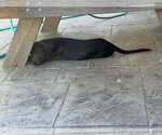 Small #1 Labrador Retriever Mix