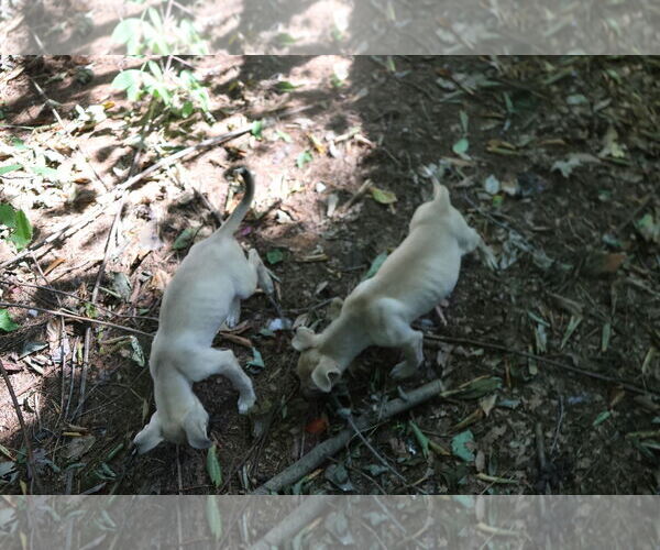 Medium Photo #25 Labrador Retriever-Unknown Mix Puppy For Sale in Sebec, ME, USA
