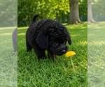 Small #43 Cavapoo (Miniature)